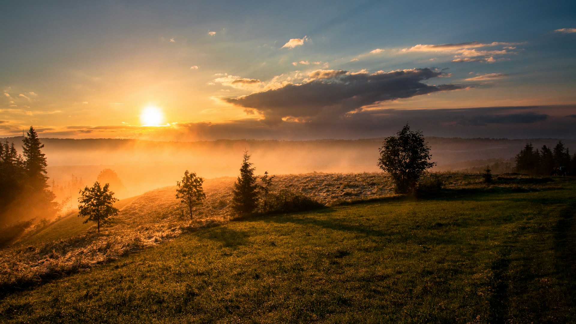 Golden sunlight breaking through trees — a new dawn of hope for your child